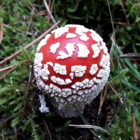 Boschalet Op De Veluwe * Laag-Soeren